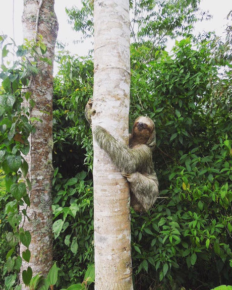 (10月初旬入港)ニカラグア サンタリタ農園SHB EP / ウォッシュト - オリジンコーヒートレーダーズジャパン