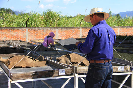 【新豆待ち】エルサルバドル カフェパカス ラ・プロヴィデンシア / ナチュラル - オリジンコーヒートレーダーズジャパン
