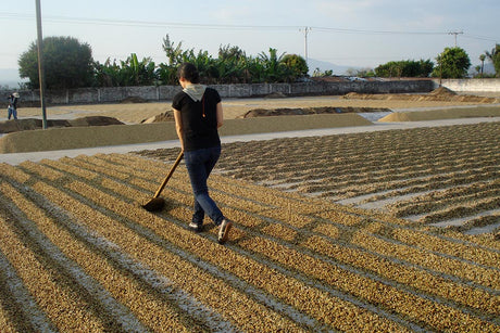 【新豆待ち】エルサルバドル カフェパカス ラ・プロヴィデンシア / ナチュラル - オリジンコーヒートレーダーズジャパン