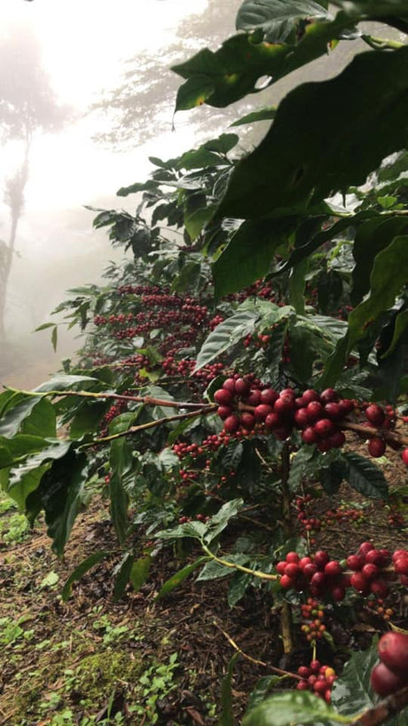 ホンジュラス オコテペケSHG EPサン・マルコスSHG EP/フリーウォッシュト - オリジンコーヒートレーダーズジャパン