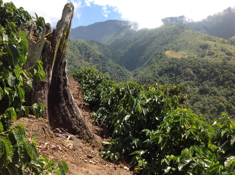 コスタリカ コーペアグリ農協 タラマンカ チリポSHB EP / ウォッシュト - オリジンコーヒートレーダーズジャパン