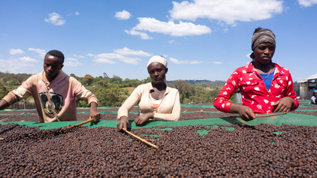 エチオピア グジG3アナソラ / ナチュラル - オリジンコーヒートレーダーズジャパン