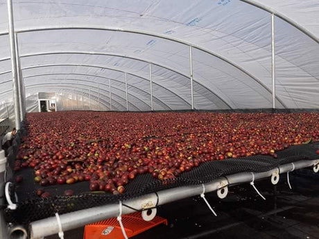 (2月初旬入港)ペルー アルト・パロマールG1/ウォッシュト - オリジンコーヒートレーダーズジャパン