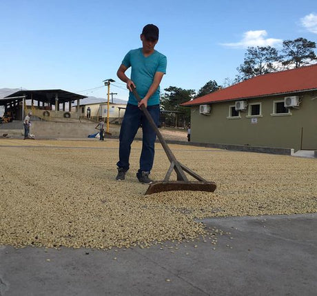 ホンジュラス オコテペケSHG EPサン・マルコスSHG EP/フリーウォッシュト - オリジンコーヒートレーダーズジャパン