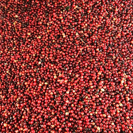 エチオピア シダモG1ベンサ シャンタウェネ村/ウォッシュト - オリジンコーヒートレーダーズジャパン