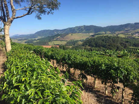 ブラジル  スルデミナス セラドセ "スイートヒル" SSFC NY2/3 SC17/18 / ナチュラル - オリジンコーヒートレーダーズジャパン