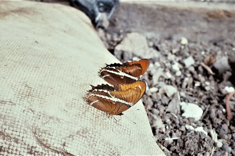 (2月初旬入港)ペルー アルト・パロマールG1/ウォッシュト - オリジンコーヒートレーダーズジャパン