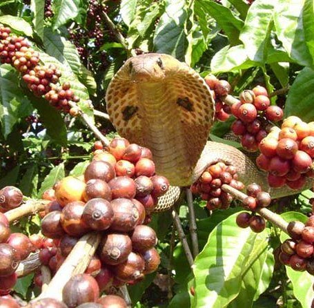 (6月末入港)インド メルティマウンテン ロブスタハニー - オリジンコーヒートレーダーズジャパン