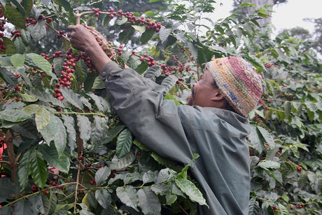 【2月下旬入港】タンザニア キリマンジャロ農園AA/フリーウォッシュト - オリジンコーヒートレーダーズジャパン