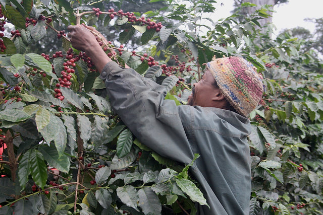 【2月下旬入港】タンザニア キリマンジャロ農園AA/フリーウォッシュト - オリジンコーヒートレーダーズジャパン