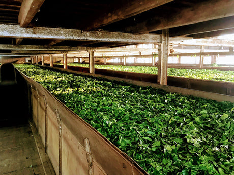 (9末入港)インド ティアショラ茶園 FOP - オリジンコーヒートレーダーズジャパン