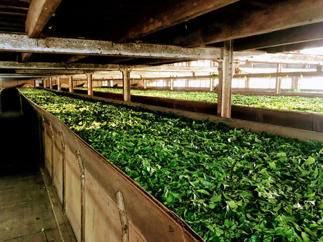 (9末入港)インド ティアショラ茶園 FOP - オリジンコーヒートレーダーズジャパン