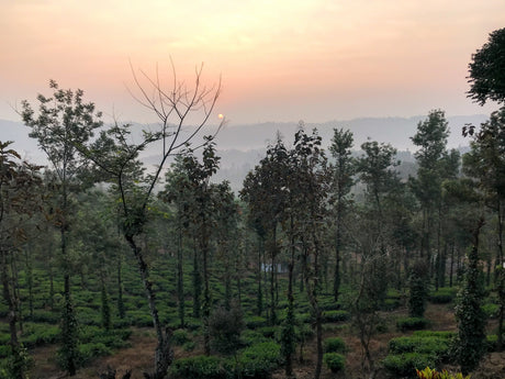 (9末入港)インド ティアショラ茶園 FOP アールグレイ - オリジンコーヒートレーダーズジャパン