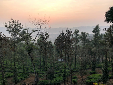 (9末入港)インド ティアショラ茶園 FOP アールグレイ - オリジンコーヒートレーダーズジャパン