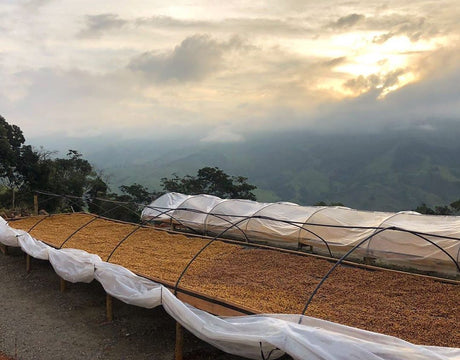 ブラジル  マンチケイラ アマレロブルボン "ゴールデンマウンテン"/ ナチュラル - オリジンコーヒートレーダーズジャパン