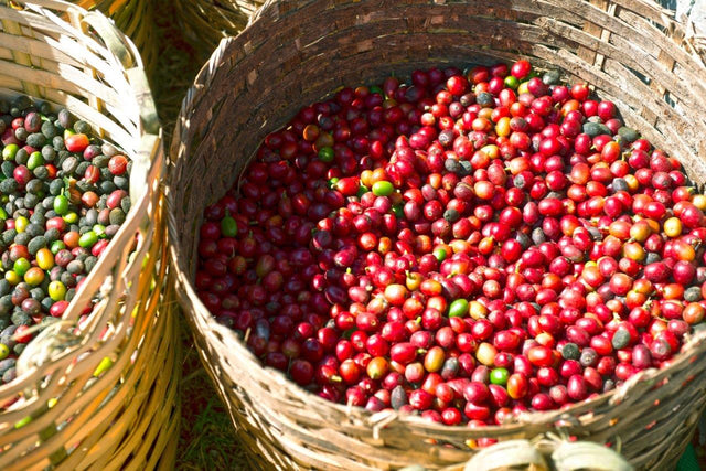 ブラジル  スルデミナス セラドセ "スイートヒル" SSFC NY2/3 SC17/18 / ナチュラル - オリジンコーヒートレーダーズジャパン