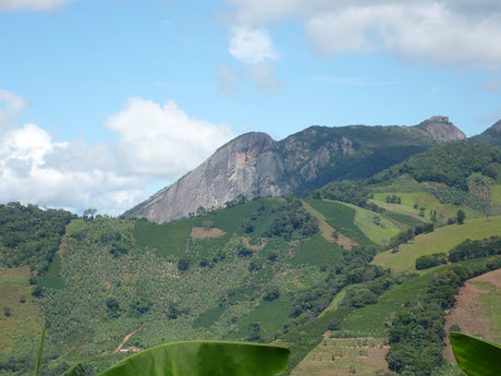 (2月末入港)【デカフェ】ブラジル ミナスジェライス マウンテンウォーター99.9% / ナチュラル - オリジンコーヒートレーダーズジャパン