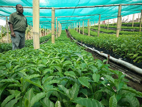 (2月末入港)パプアニューギニア ゴロカ オカパA / ウォッシュト - オリジンコーヒートレーダーズジャパン