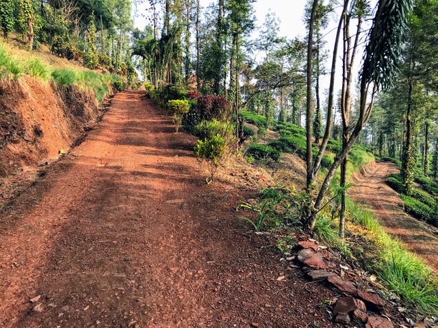 (9末入港)インド ティアショラ茶園 FBOP イングリッシュブレックファスト - オリジンコーヒートレーダーズジャパン