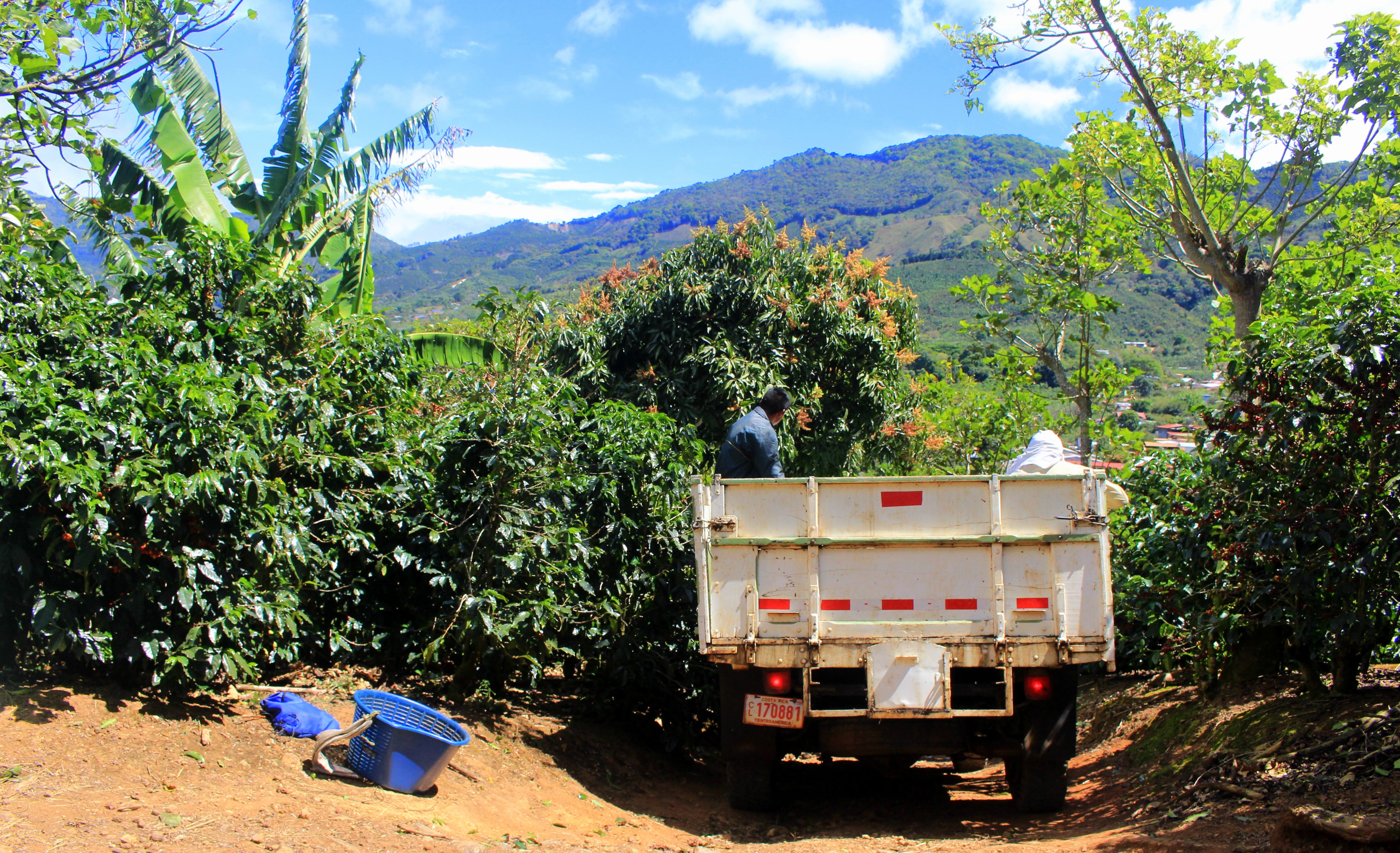 コスタリカ8kg＋パナマ２kg 生豆 コーヒー生豆 – GRIGHT ROASTERY Online Coffee Shop