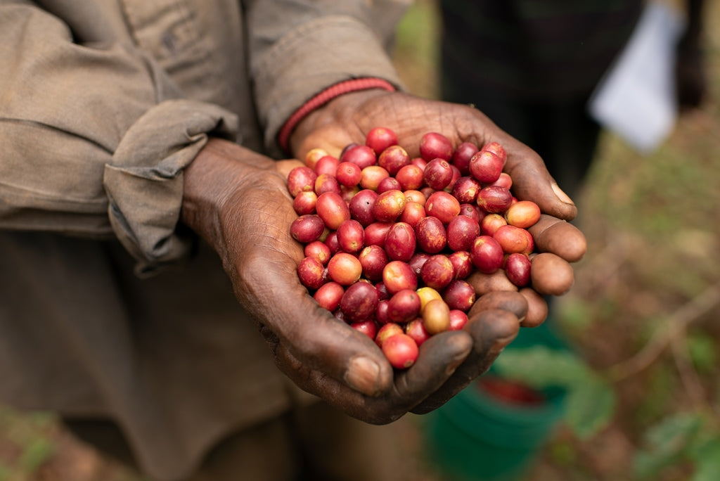 ブルンジ スペシャルティコーヒー生豆｜オリジンコーヒートレーダーズ