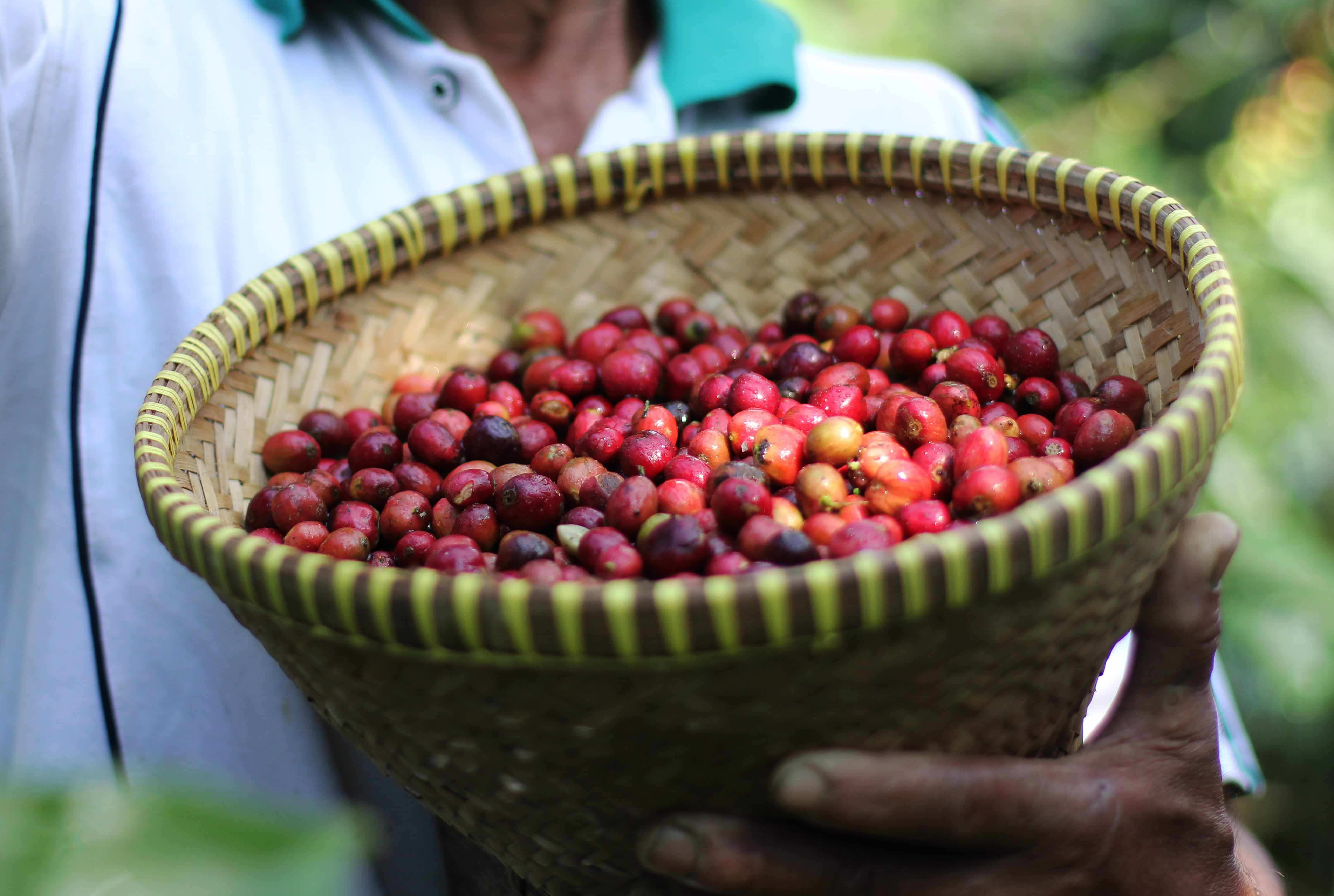 コスタリカ8kg＋パナマ２kg 生豆 CATEGORY 生豆 | The Coffee Market