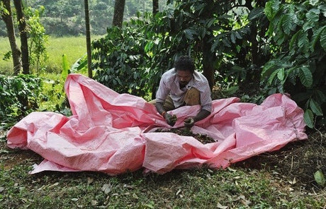 （6月末入港）インド　メルティマウンテン　ロブスタハニー - オリジンコーヒートレーダーズジャパン