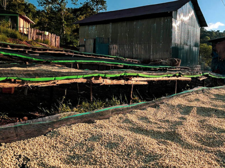 【セール】エチオピア リムG1コサ/シメクト・ダバ農園 / ウォッシュト - オリジンコーヒートレーダーズジャパン