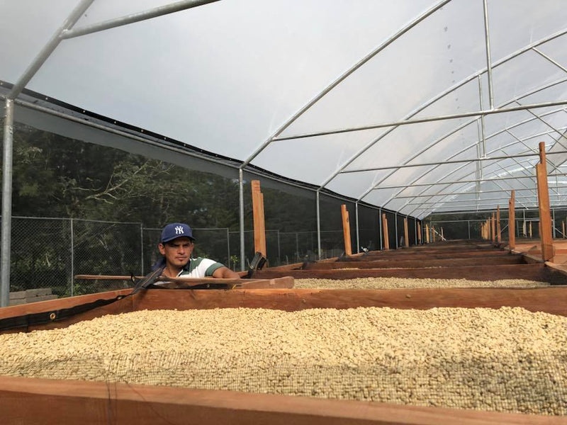 (10月初旬入港）ニカラグア サンタリタ農園SHB EP / ウォッシュト - オリジンコーヒートレーダーズジャパン